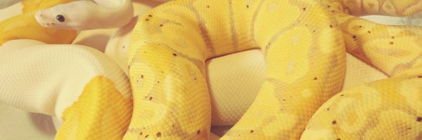 BallPython1207 Profile Banner