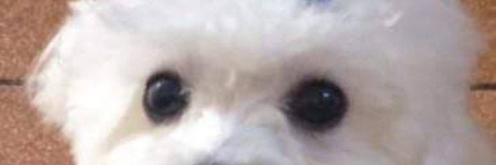 marthamuniz's profile banner image