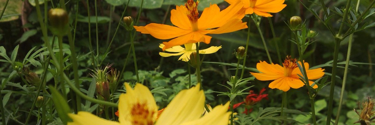 carosalesa's profile banner image