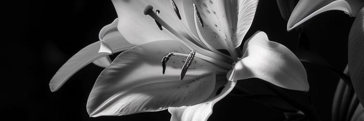 juju★arirang🪭 banner