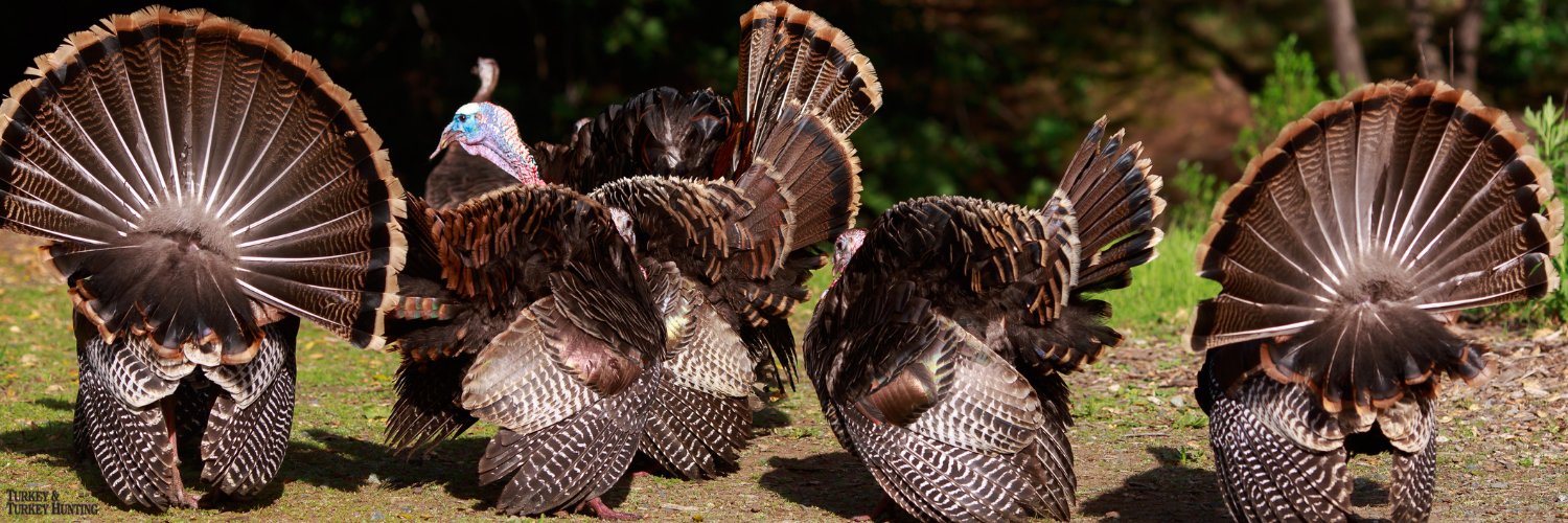 Turkey & Turkey Hunting banner