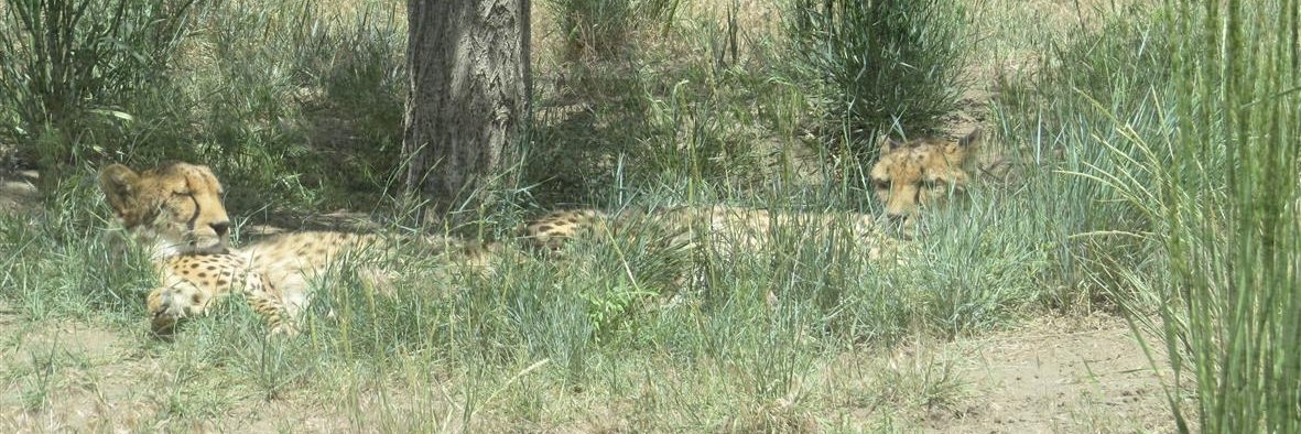 Renotory ☮️ banner