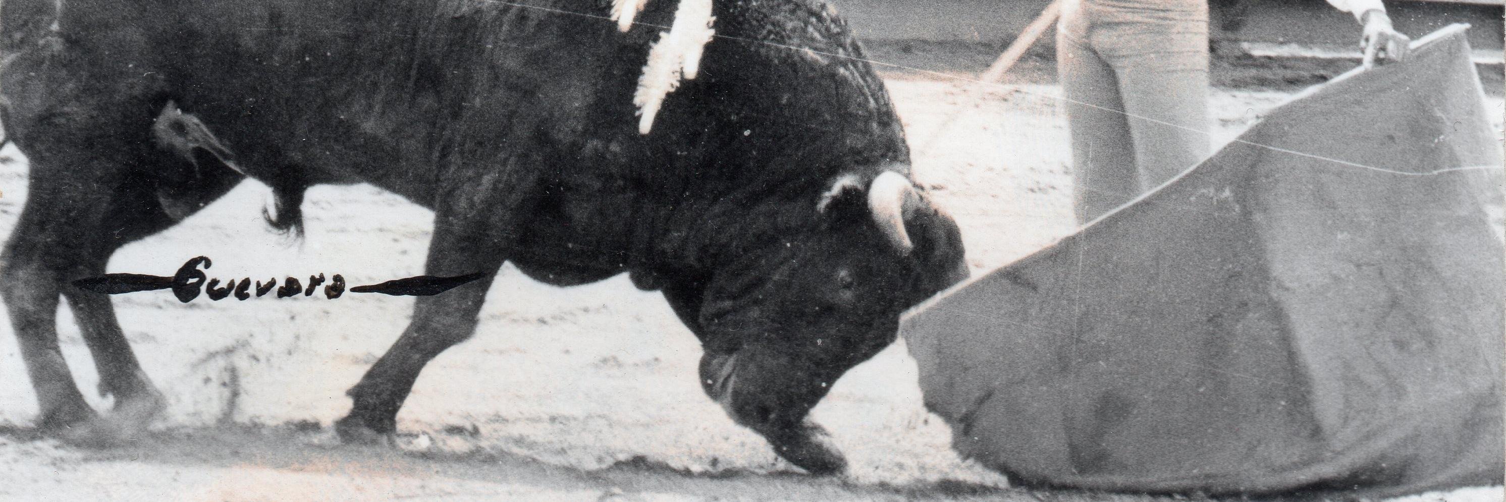 torerillo's profile banner image