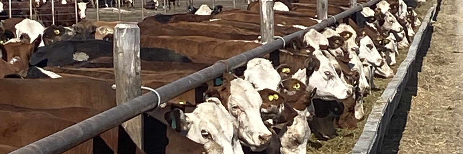 Rodrigo Bosch banner