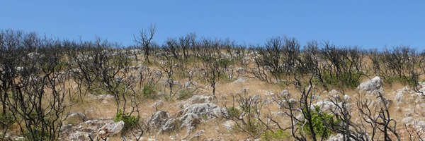 CTavsanoglu Profile Banner