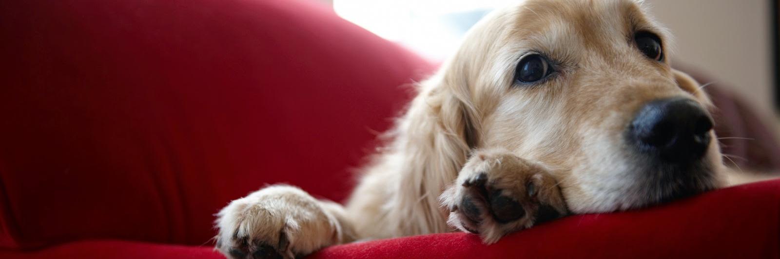 reservedbarking's profile banner image