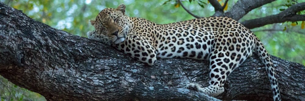 Photowildsa's profile banner image
