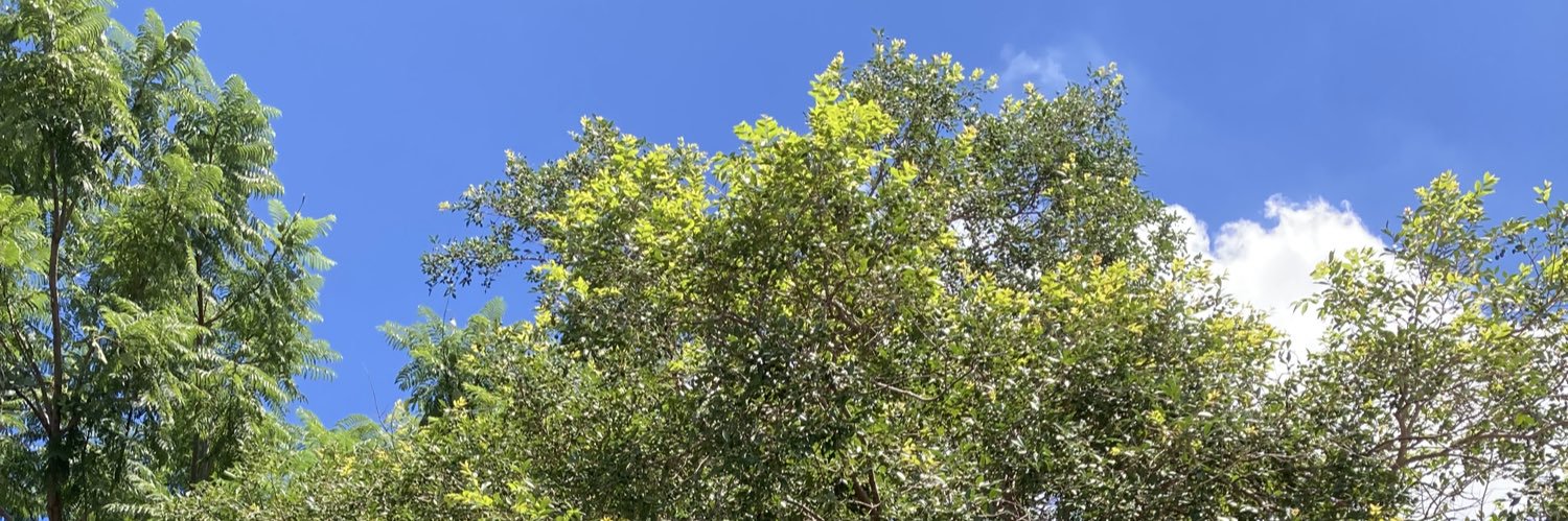 María G. Guardiola banner
