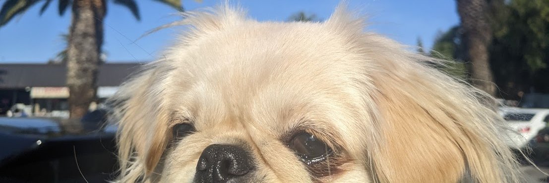 brownhairedrock's profile banner image
