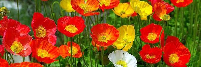 わらび🌱 banner