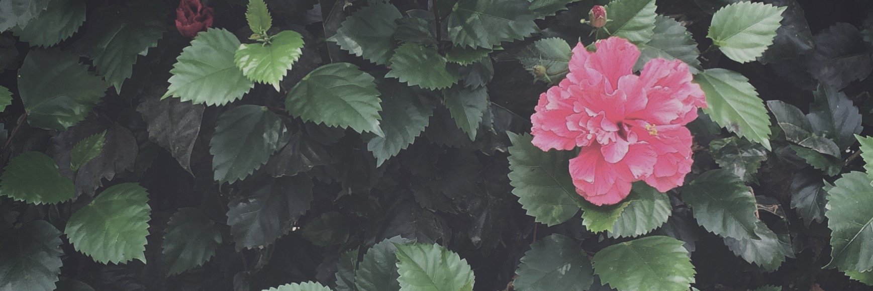 thingsemilsees's profile banner image
