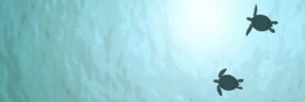 whoohooo' banner
