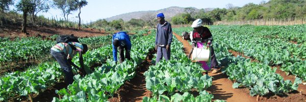 dapp_zimbabwe Profile Banner