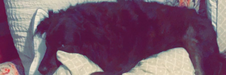 emily_ryne's profile banner image