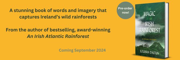 IrishRainforest Profile Banner