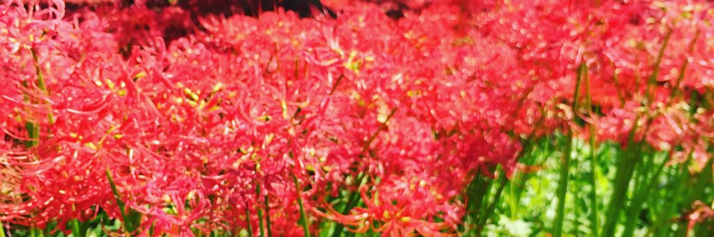etsuko_chiahuu's profile banner image