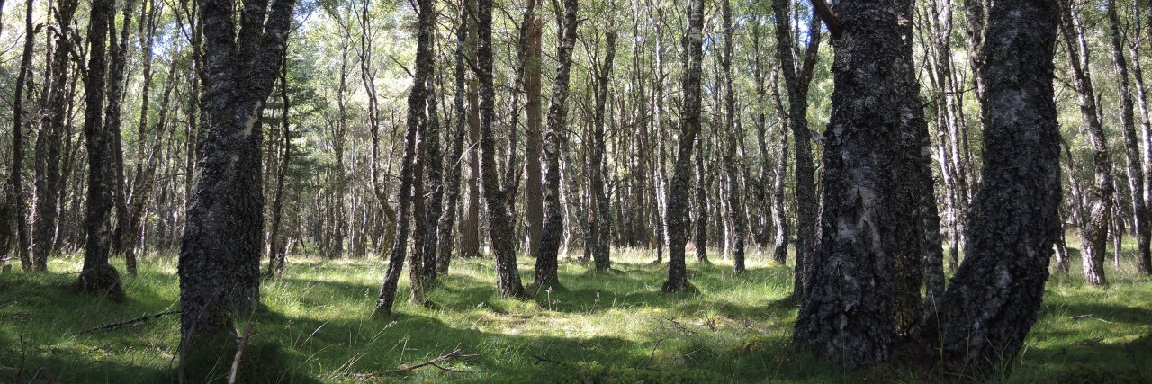 Lucyinthewild banner