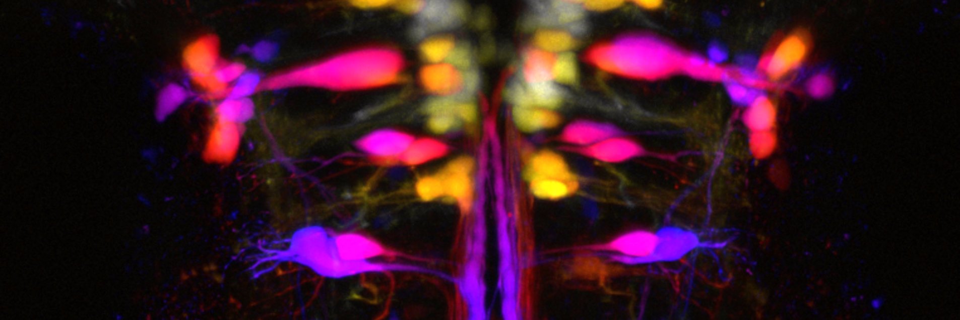 UCL Neuroscience banner