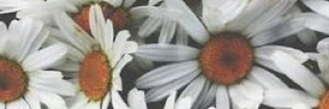 sevda_cll's profile banner image