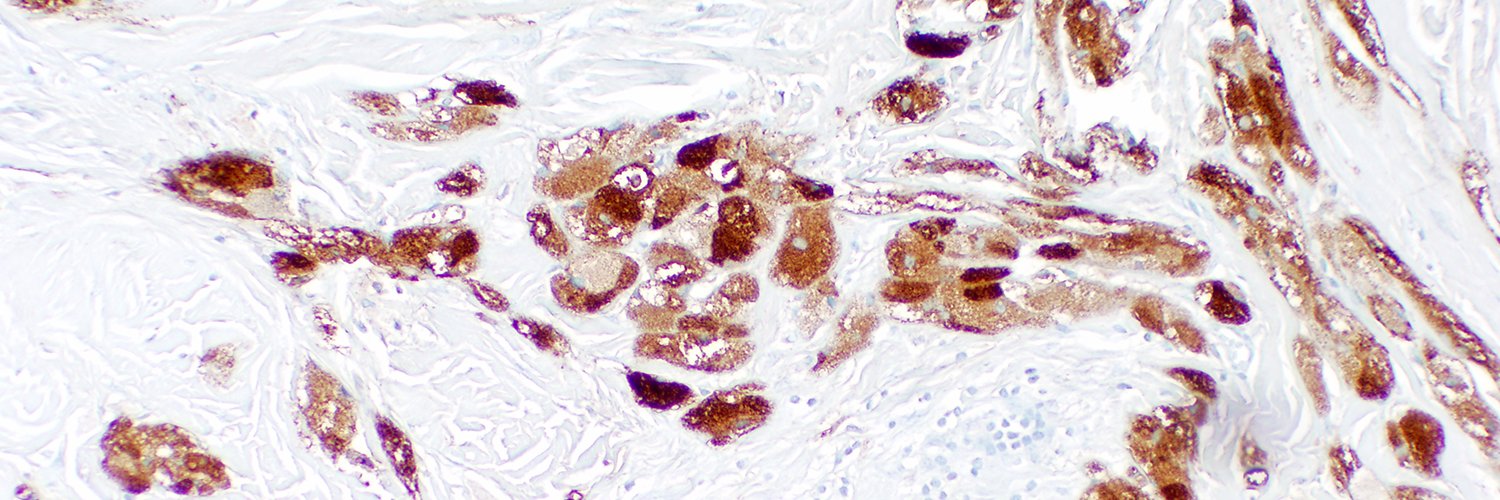 Edmund S. Cibas banner