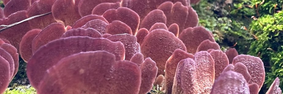 Fun Girl 🍄 banner