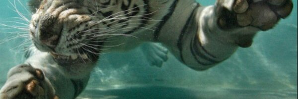 chargetiger Profile Banner