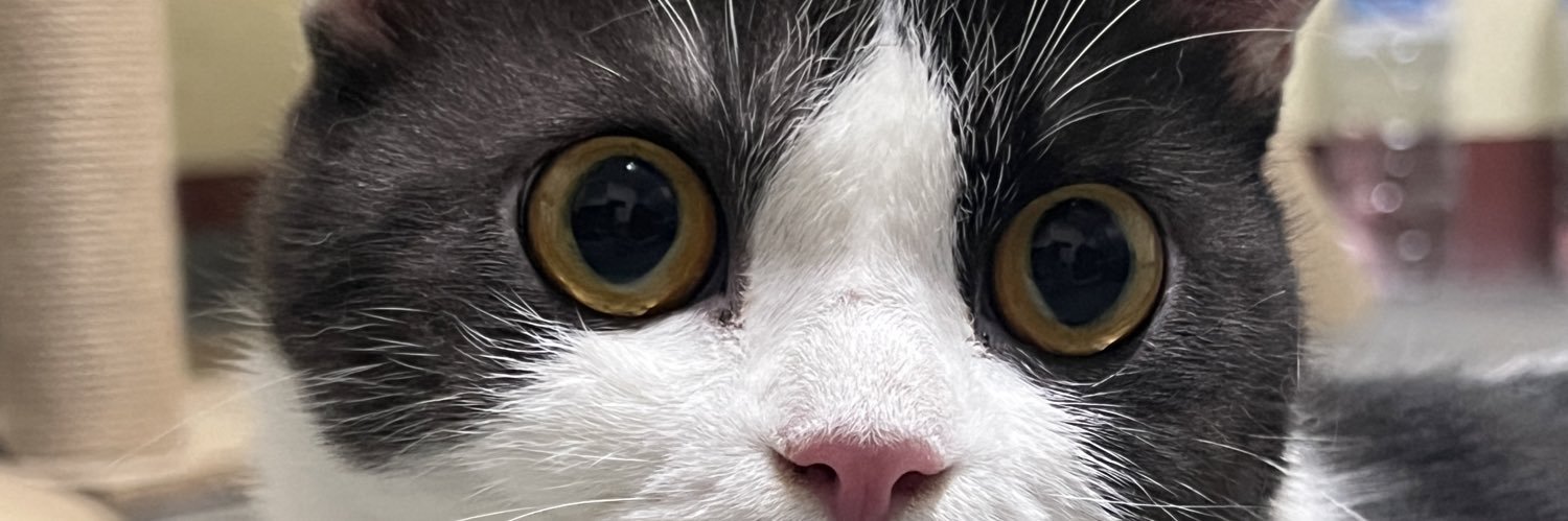 MSYWWN's profile banner image