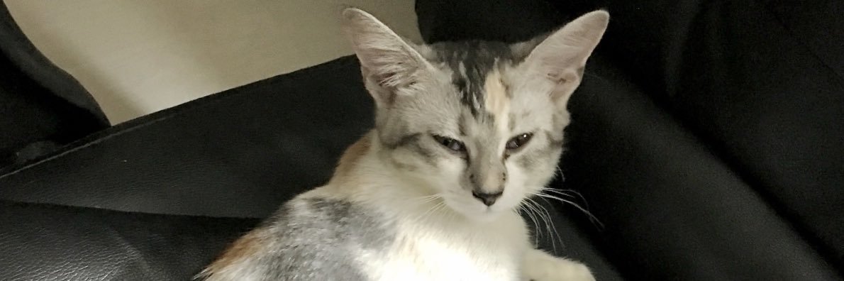 jenicass_'s profile banner image