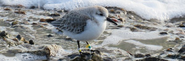 bbsbirder Profile Banner