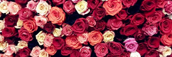 oskarlee's profile banner image
