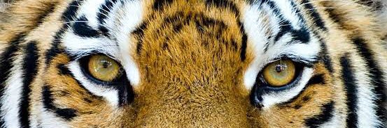 Bursalidjosman's profile banner image