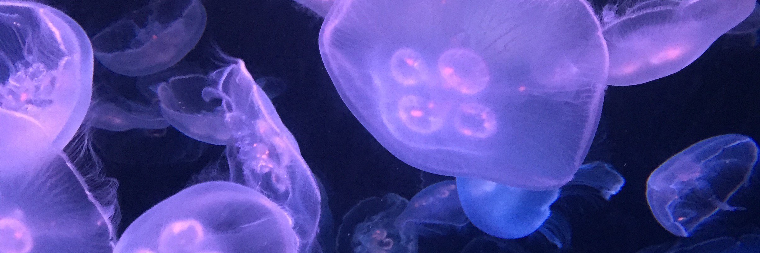 Richard Hickman banner