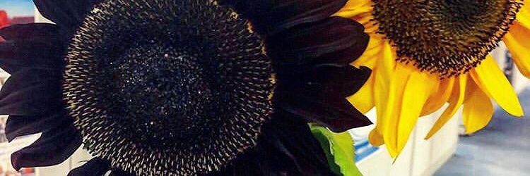 Kefilwe_Fee's profile banner image