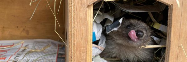 SWCCHedgehogs Profile Banner