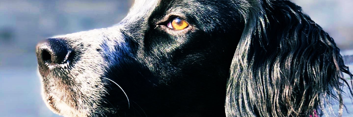 SrtaRodas92's profile banner image