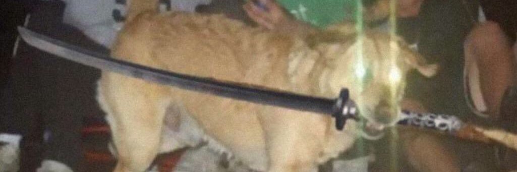 No Really, My Novel Is Pretty Good banner