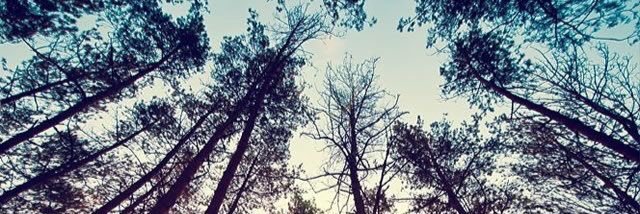 Collpea's profile banner image