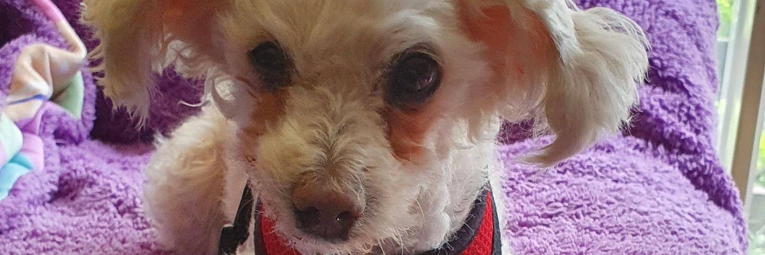 Salvador Ramírez banner