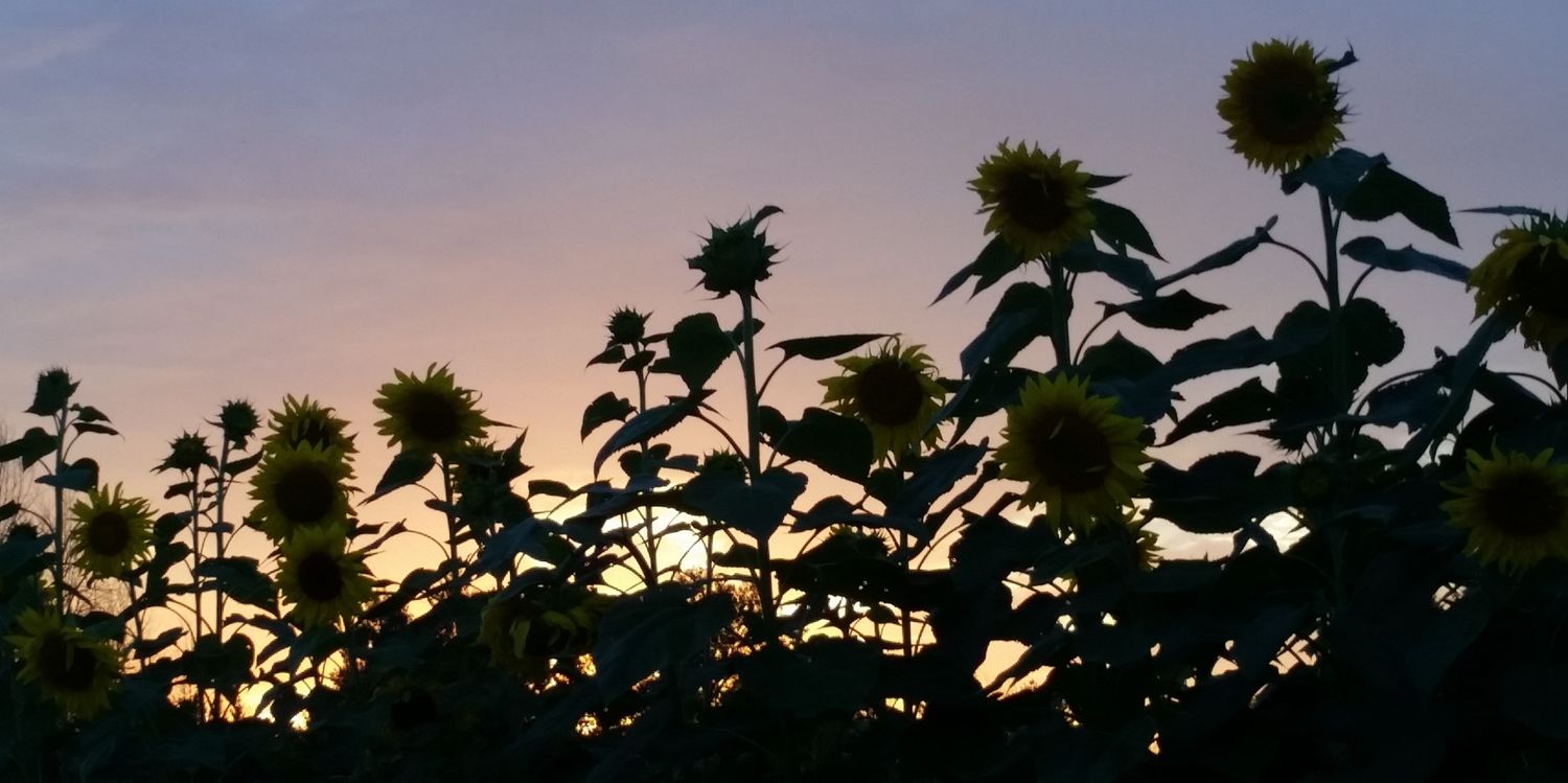 Daniel_V_V's profile banner image