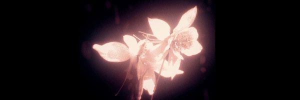 mrkdrf Profile Banner