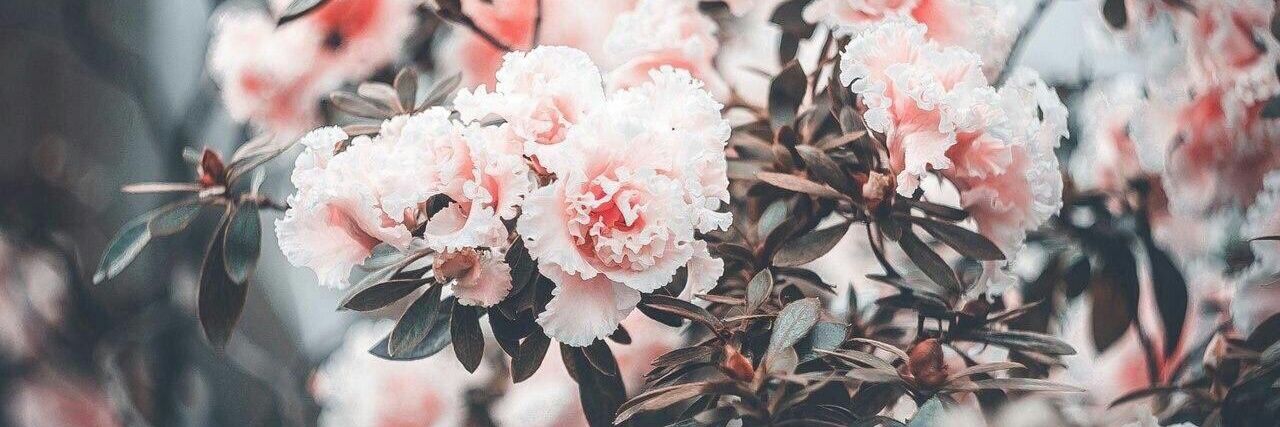 علي ساريه banner