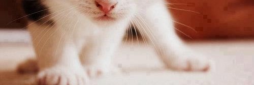 Suslanena's profile banner image