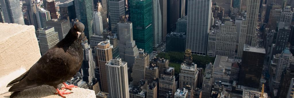 Anthropology & Environment Society banner