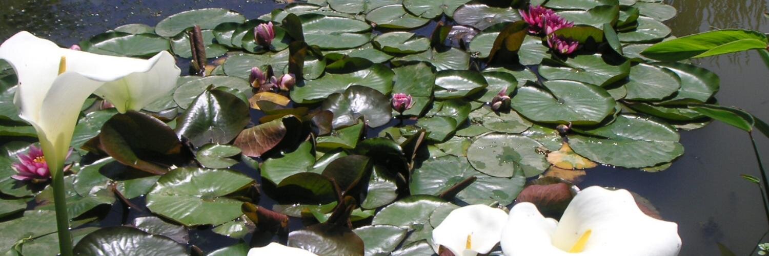 Dédé de Brouzel banner