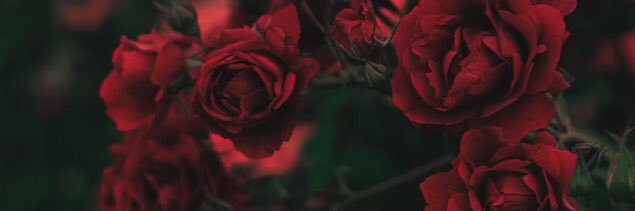 Lesandra Weiss banner