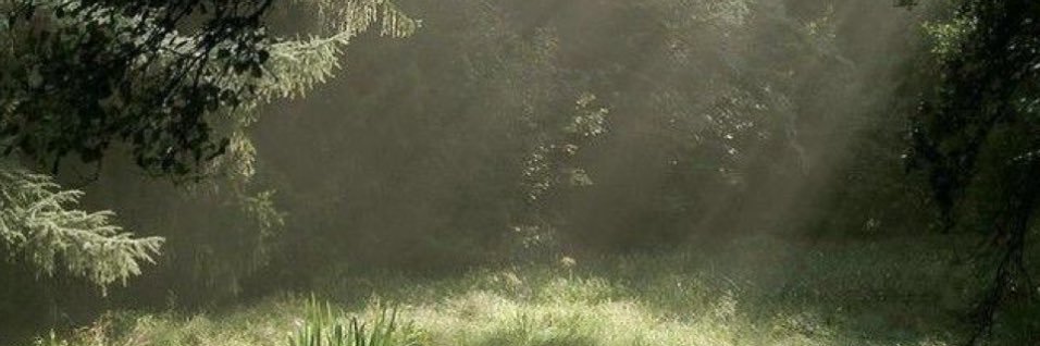 lizabethar lavellan.'s banner