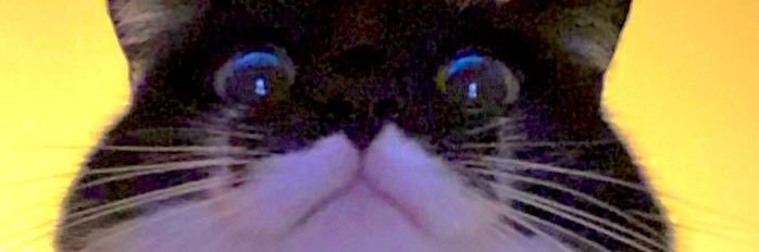 MissSonic7's profile banner image