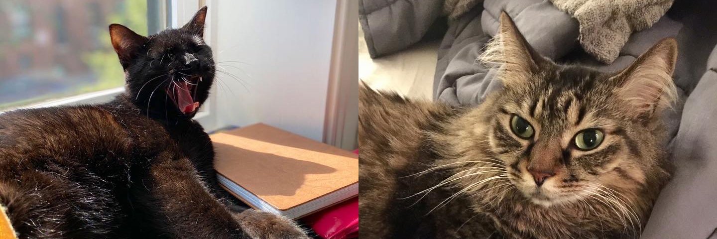 Richard Sima, Ph.D. richardsima.bsky.social banner