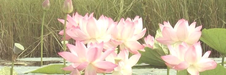 ؘ banner