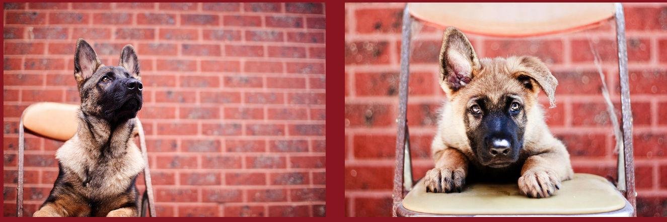 DogSchoolLLC's profile banner image